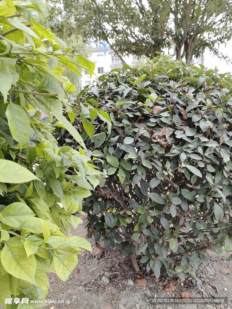 绿叶繁茂的灌木丛景观