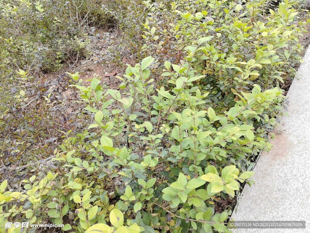 路边绿植生机盎然