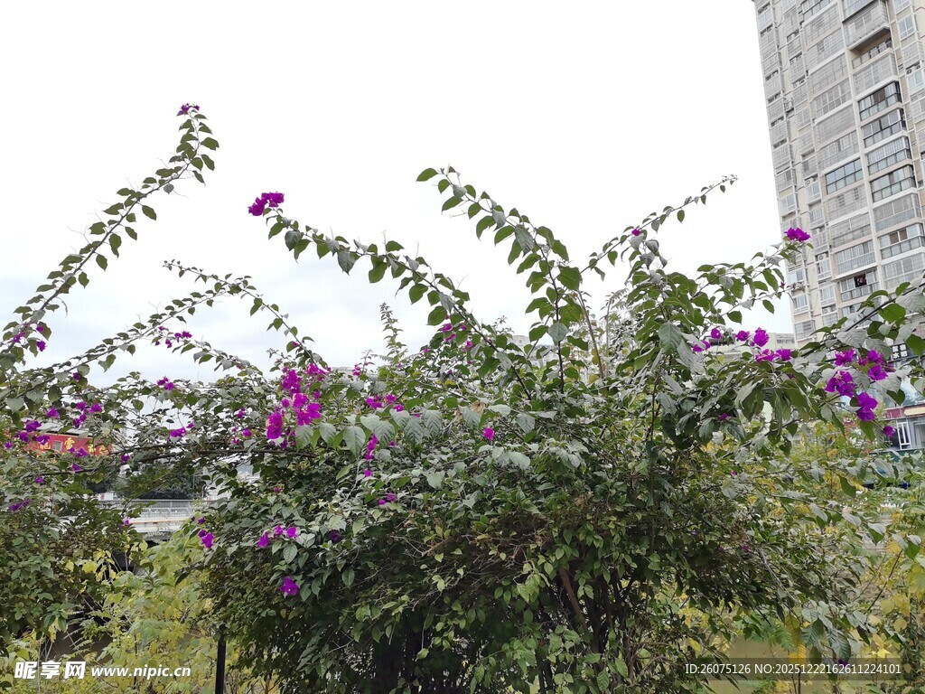 繁花绿植映衬高楼