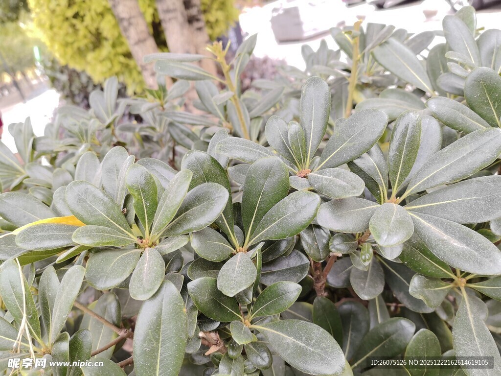 灰绿色叶片的植物特写