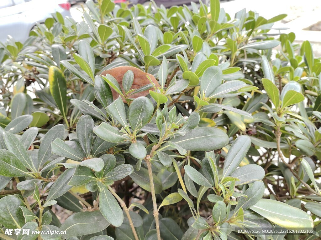 绿叶丛中的红色果实