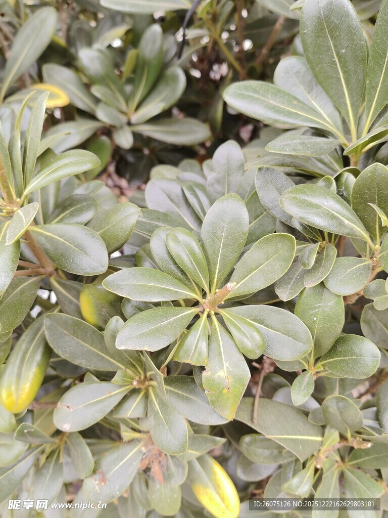 绿叶黄花植物特写