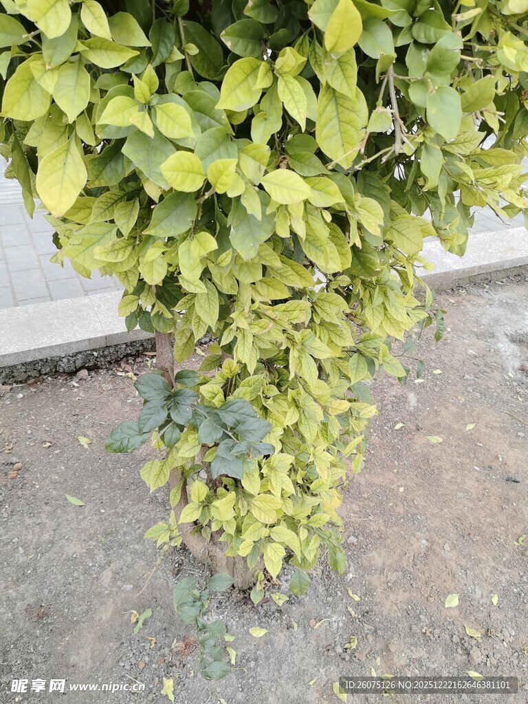 黄绿相间的茂盛植物