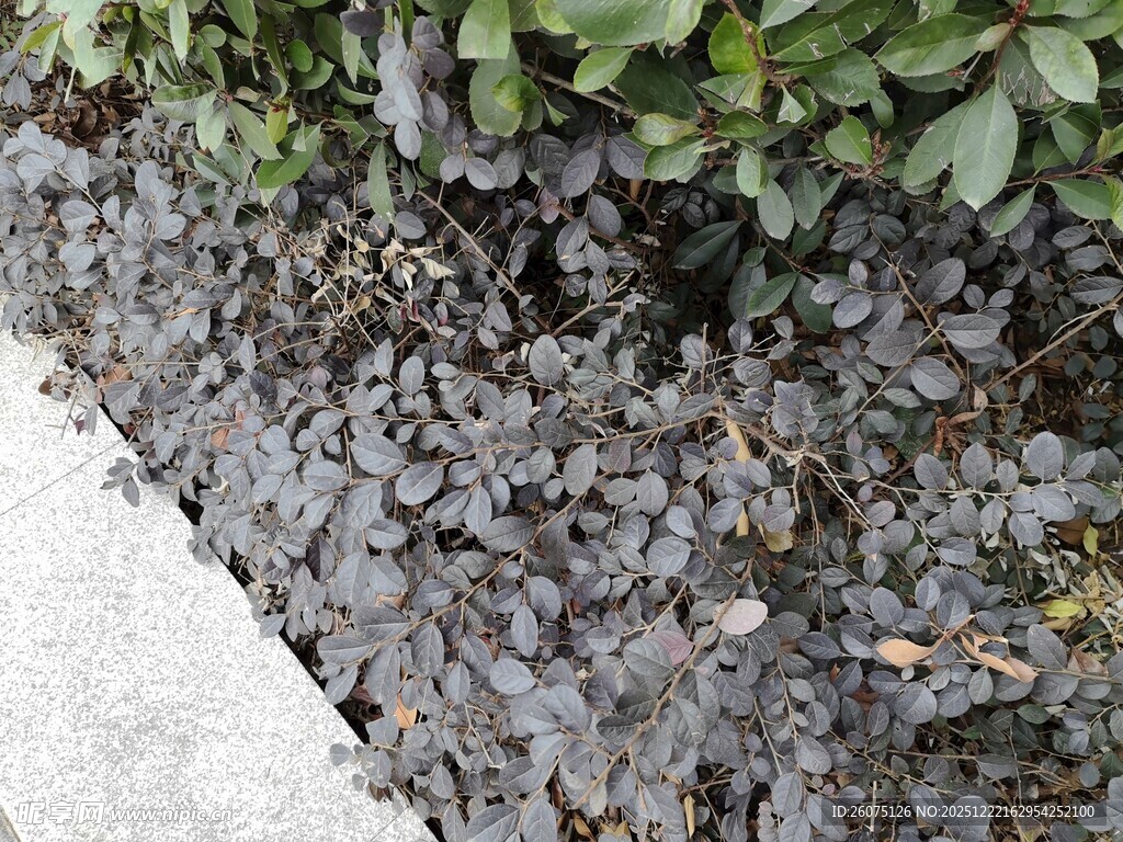 地面碎石与绿植景观