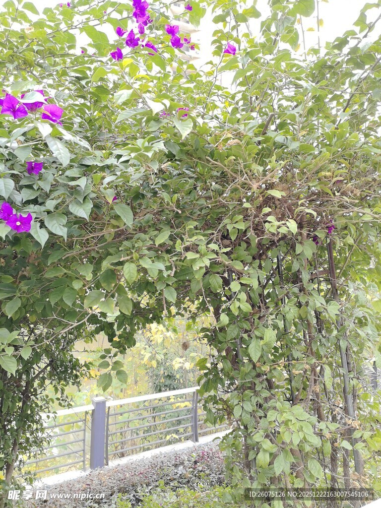 紫色花藤装点的拱形绿植