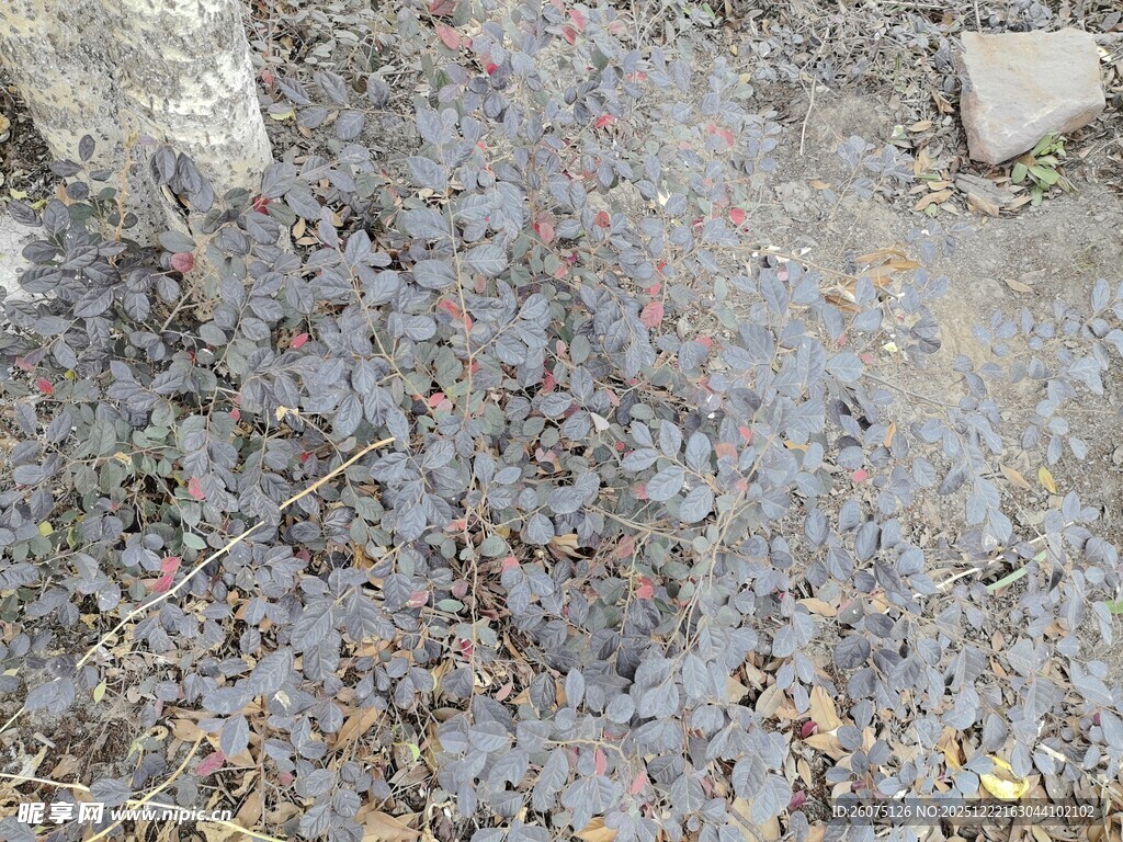 地面的碎石与散落杂物