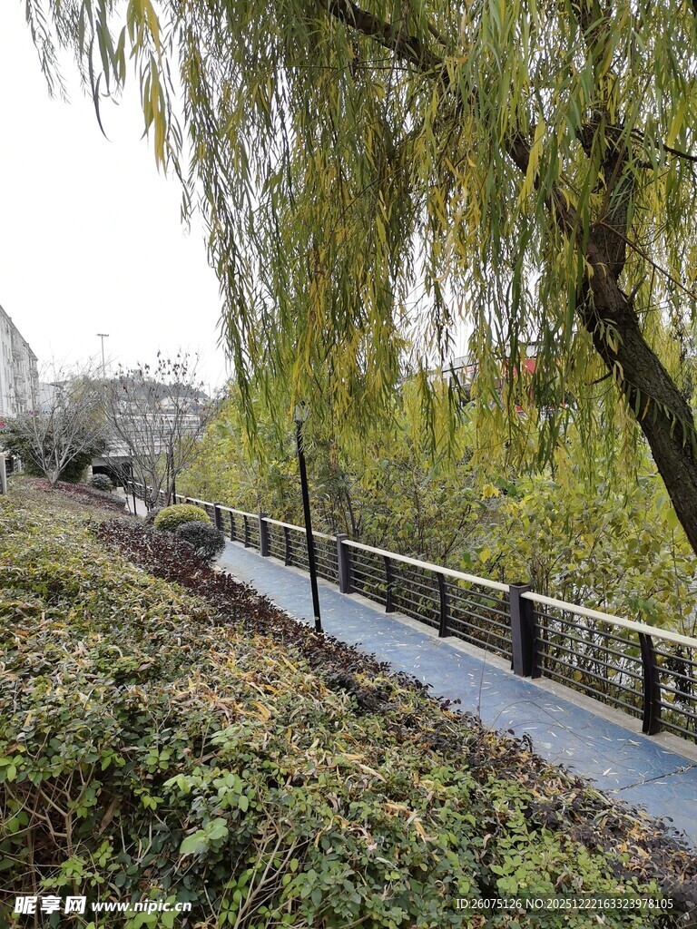 河畔垂柳下的幽静步道