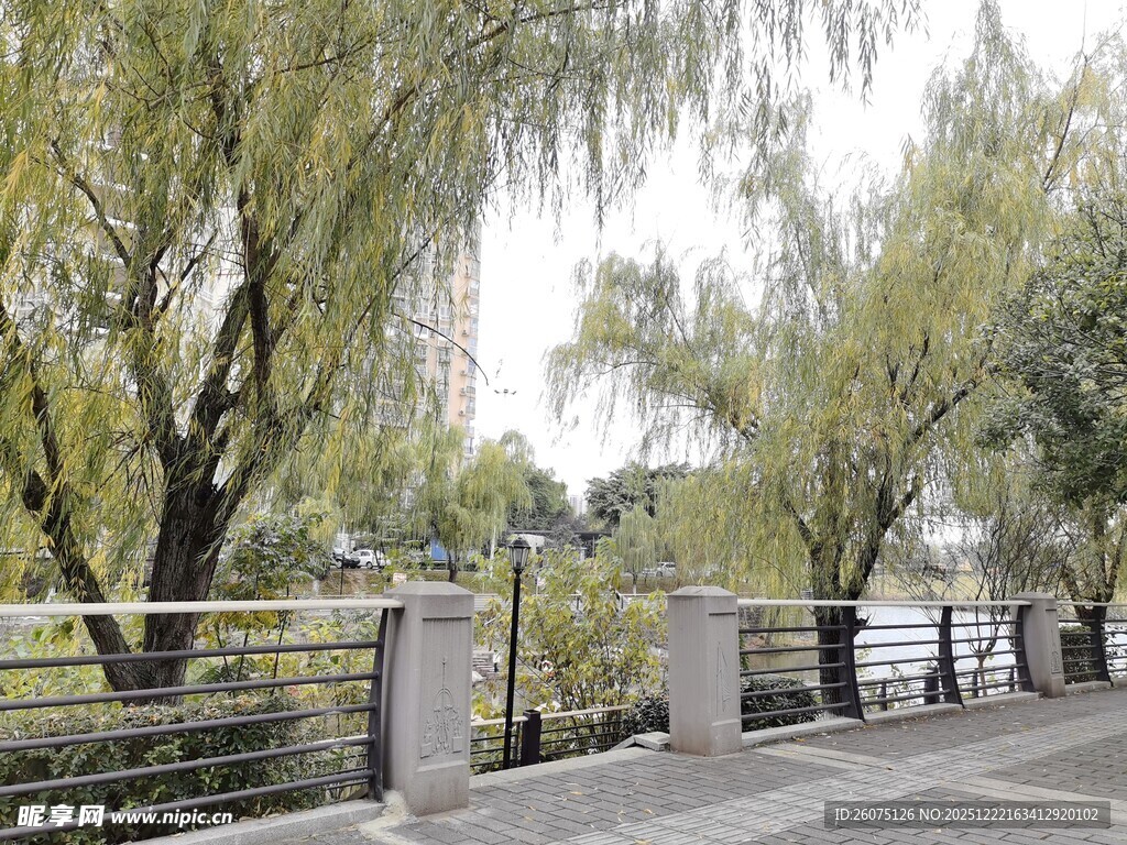 河畔垂柳旁的宁静步道