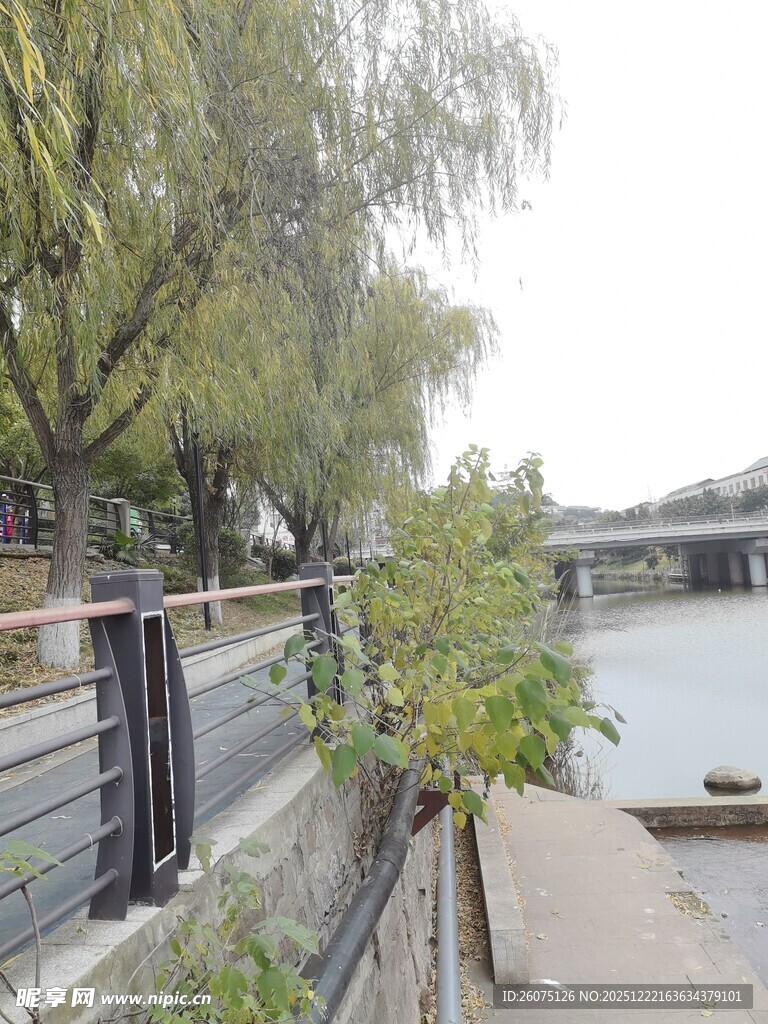 河畔垂柳旁的宁静景致