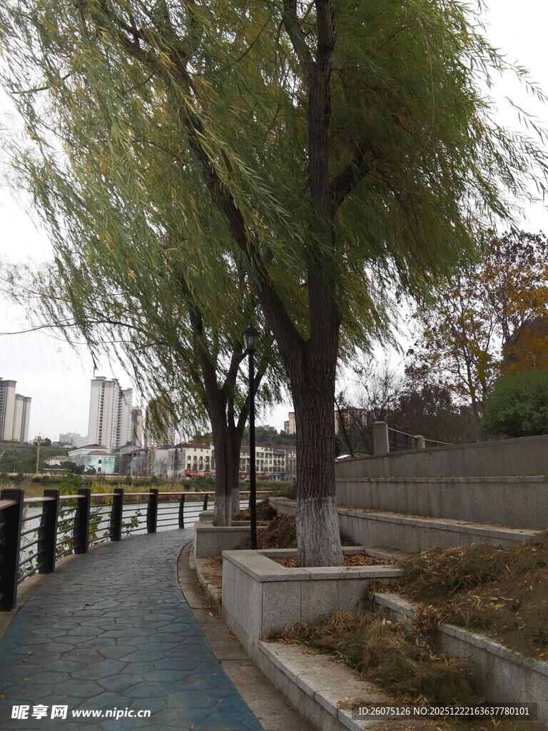 河畔垂柳下的宁静步道