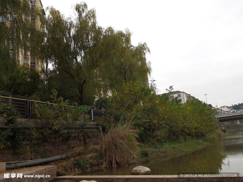 河畔绿树成荫的宁静景致