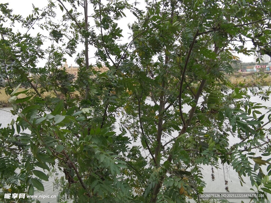 河畔绿树枝叶繁茂