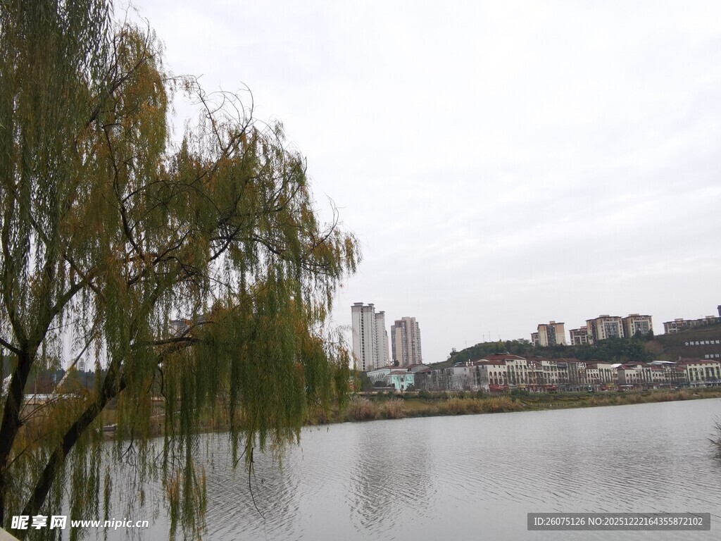 湖畔垂柳与远处城市景观