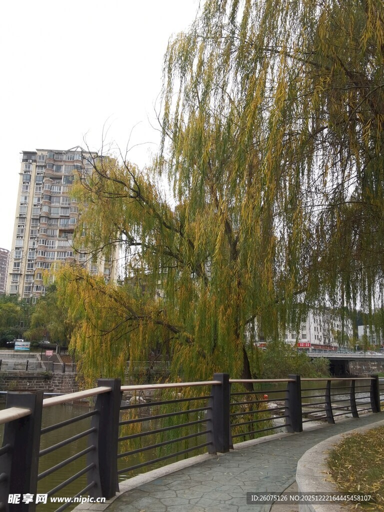 河畔垂柳旁的城市步道