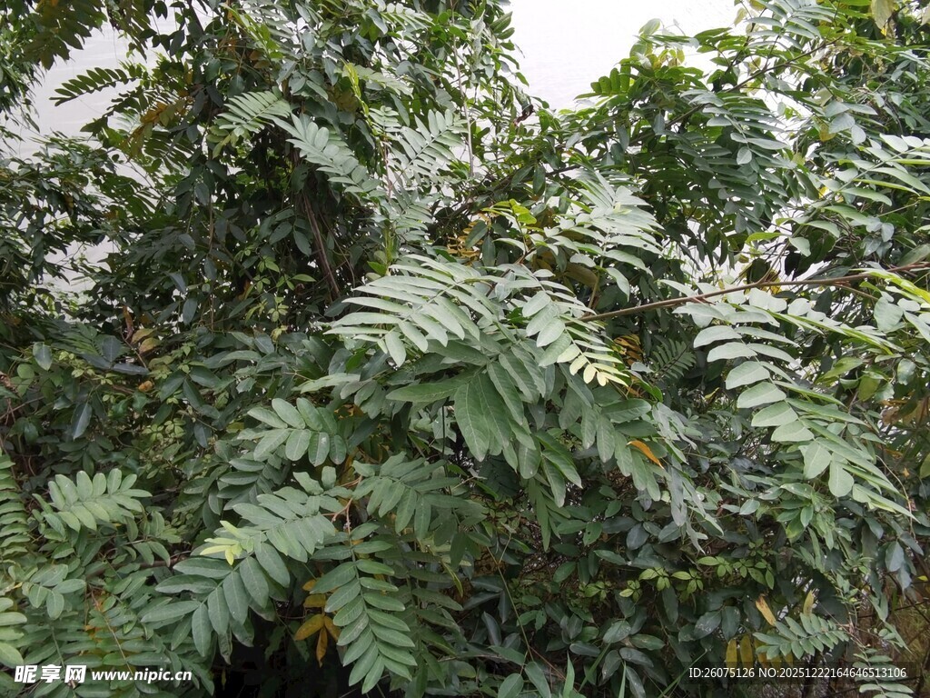 茂密的羽状叶片植物