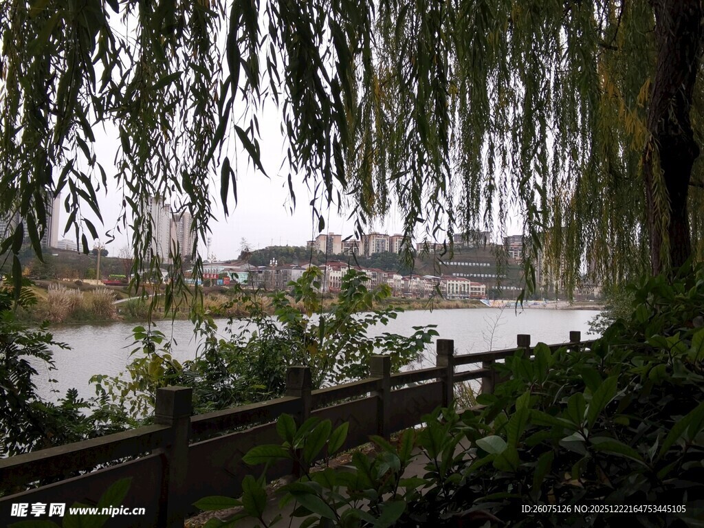 河畔垂柳旁的宁静景致
