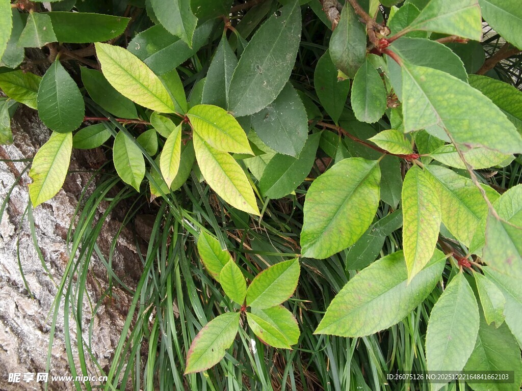 翠绿叶片与藤蔓植物景观