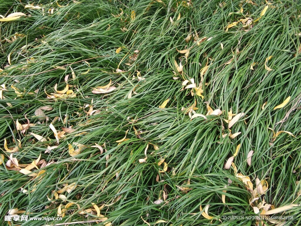 翠绿草地间散落枯黄叶片