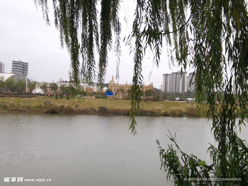 湖畔垂柳映城市风光
