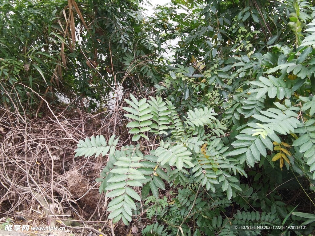 茂密丛林中的羽状叶片植物
