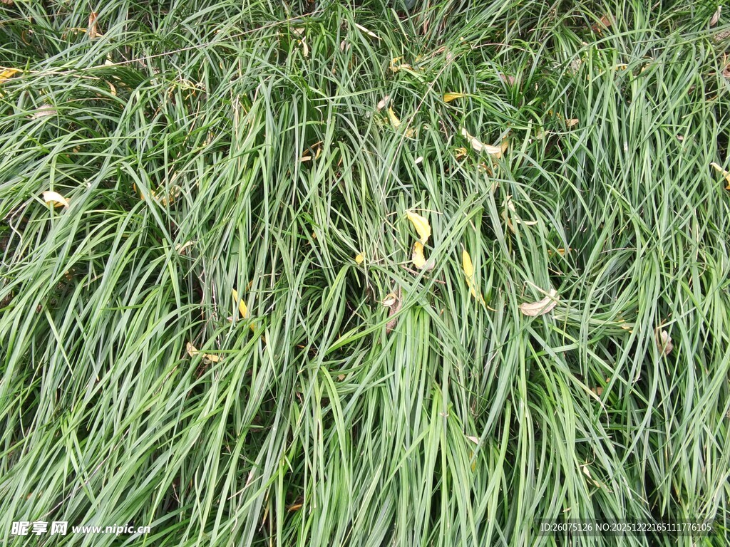 翠绿草丛中的零星枯叶