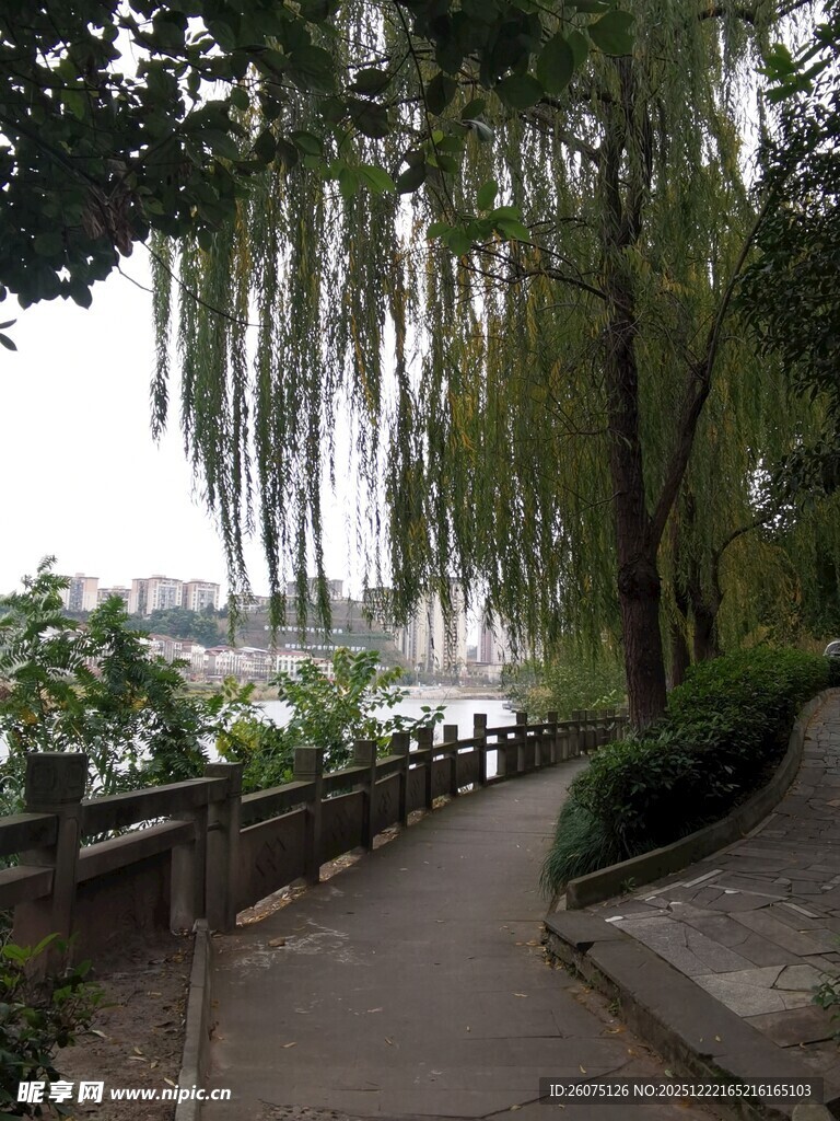 湖畔垂柳下的幽静小径