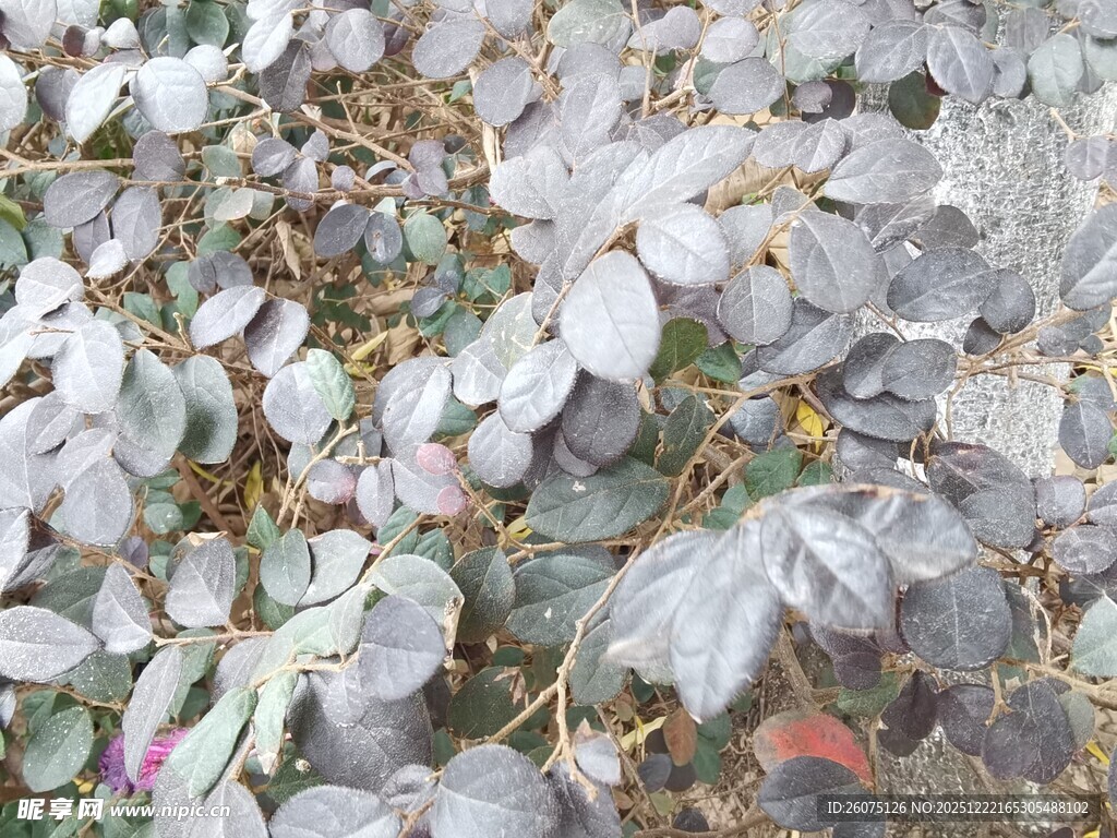 地面上的枯萎植物叶片