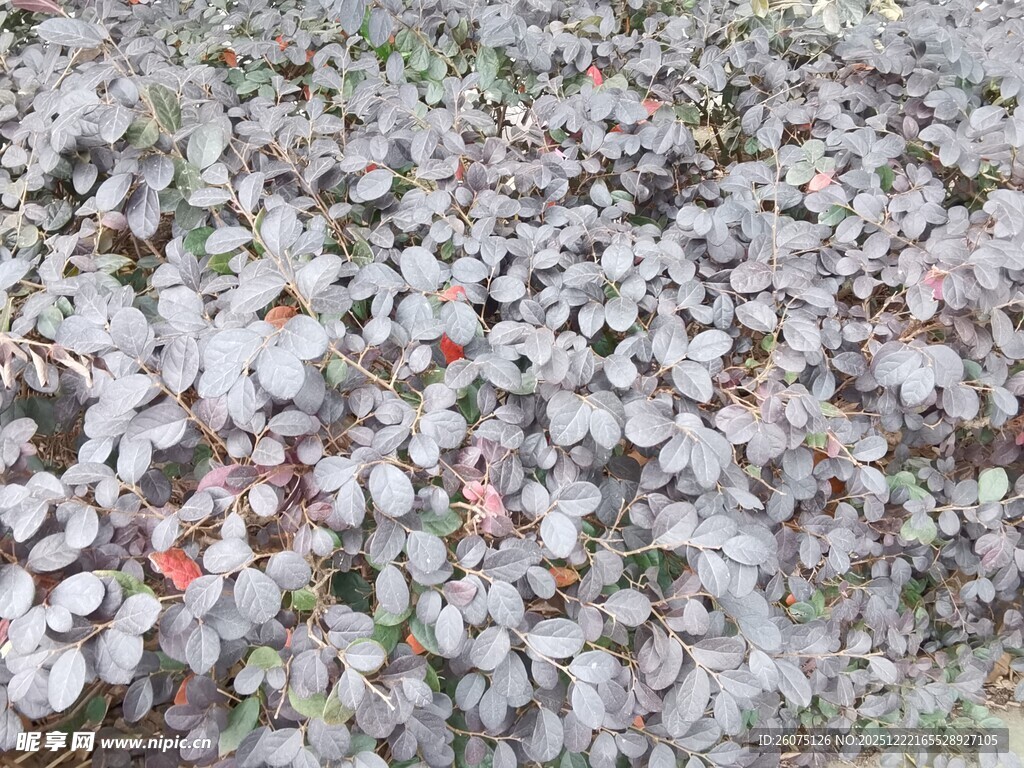 地面散落多彩碎石