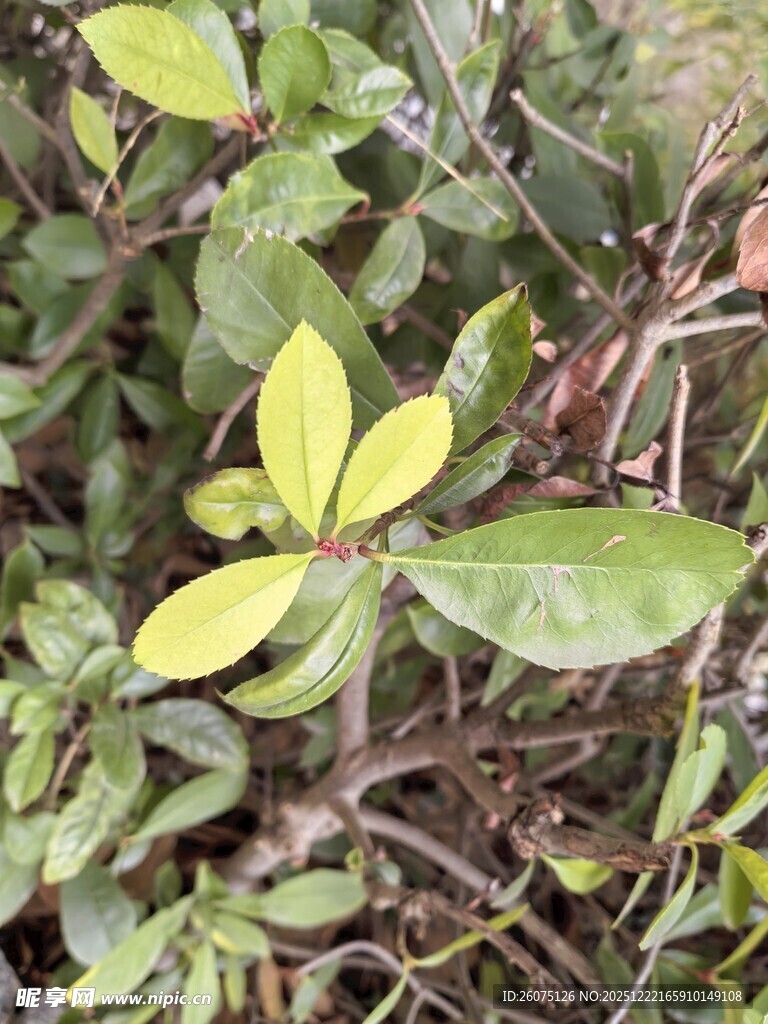 嫩绿叶片的植物特写