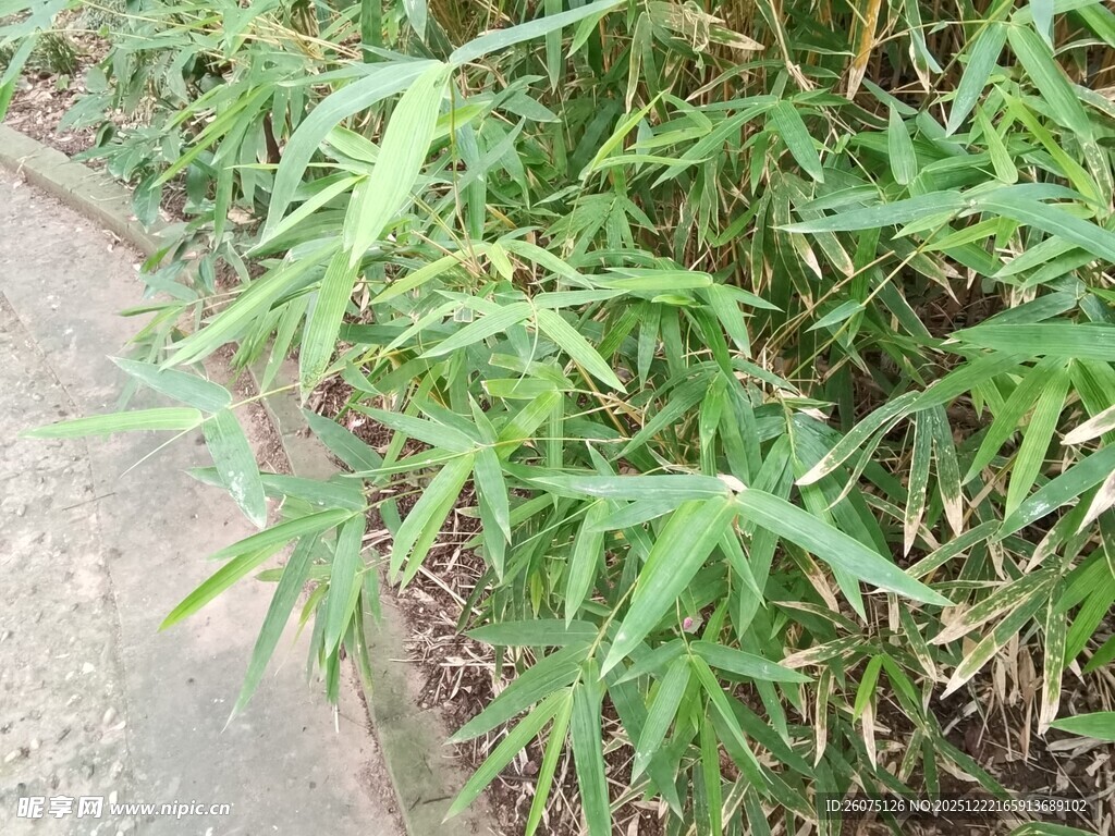 翠绿竹叶清新自然景致