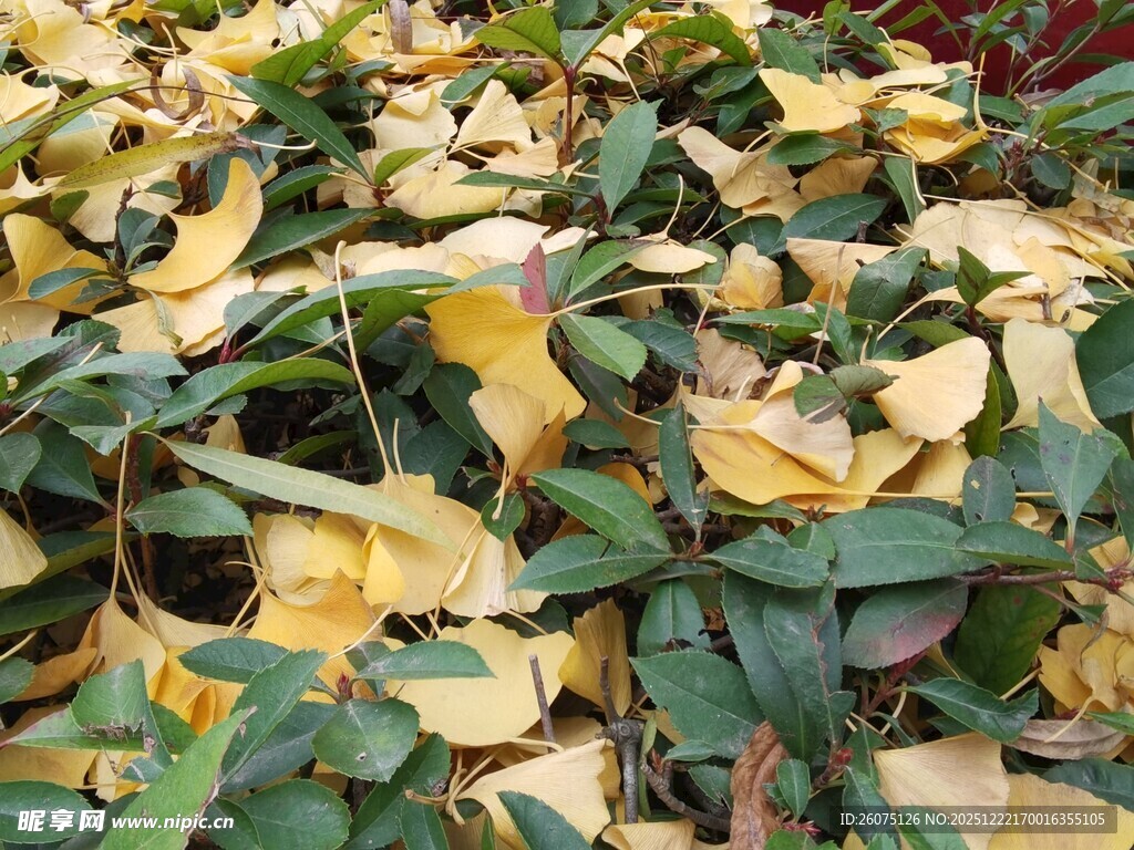 金黄银杏落叶铺满地面