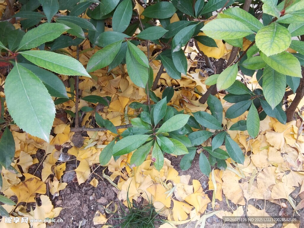 绿叶与落叶交织的景致