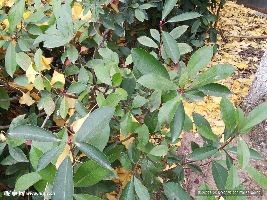 绿叶间的多彩植物