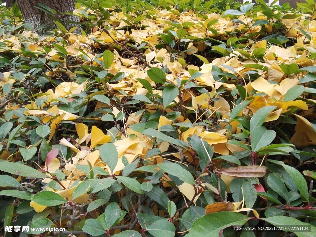 金黄花朵簇拥绿叶植物