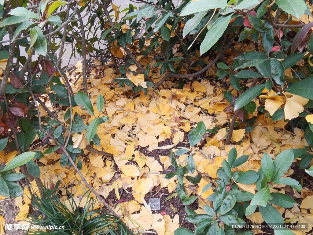 落叶与绿植交织的景致