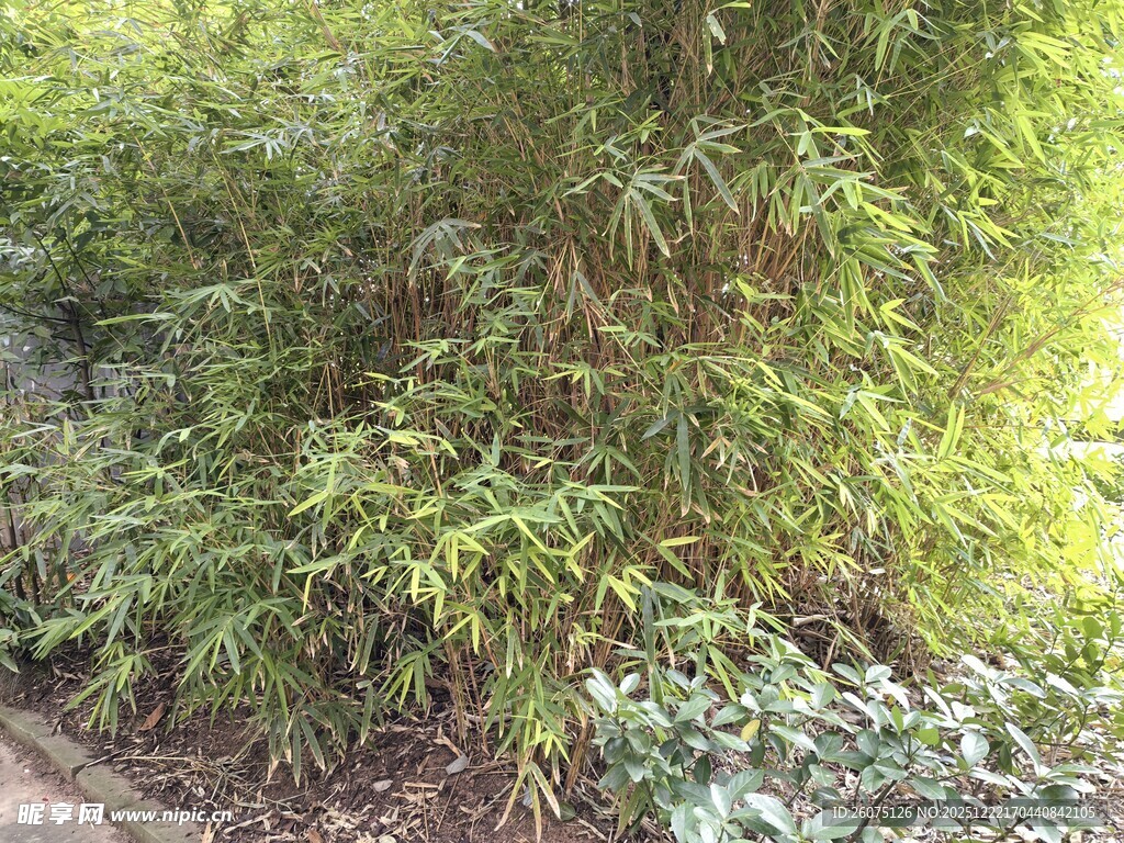 翠绿竹林中的植物景观