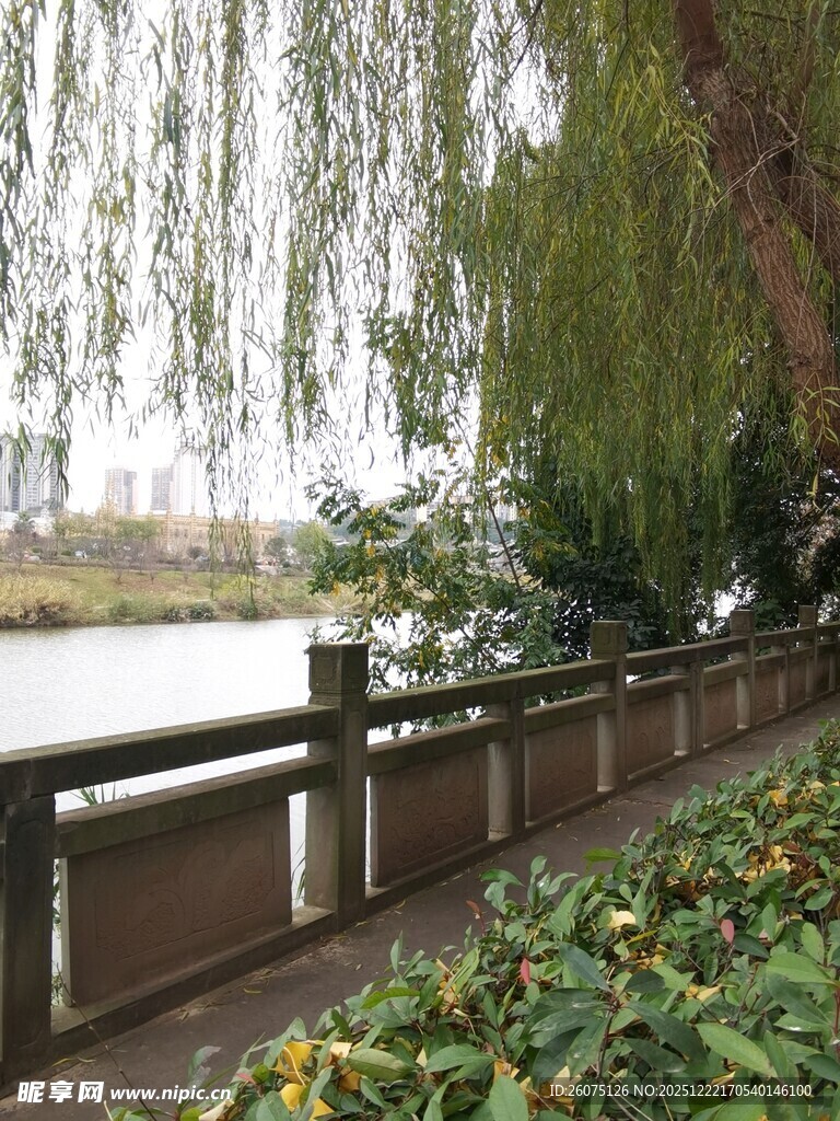 河畔垂柳旁的静谧景致