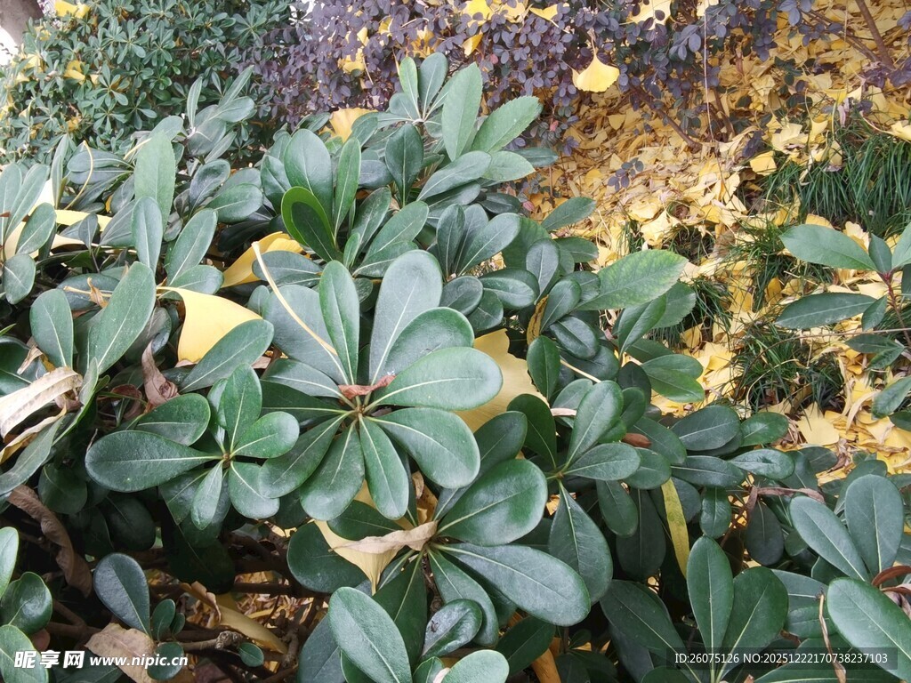 绿叶植物景观展示
