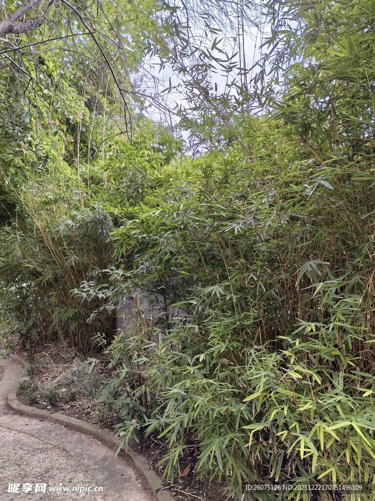 林间幽径绿意盎然的景致