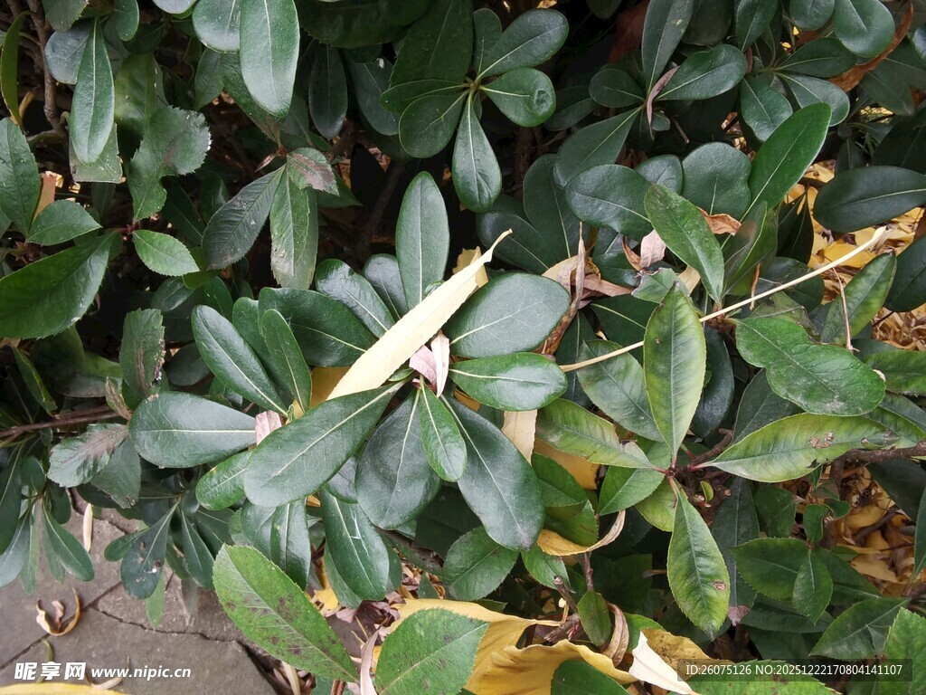 绿叶丛中的细长叶片