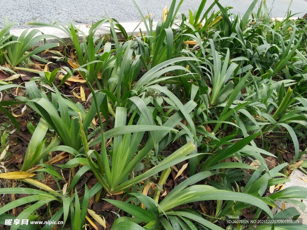 翠绿丛生的阔叶植物