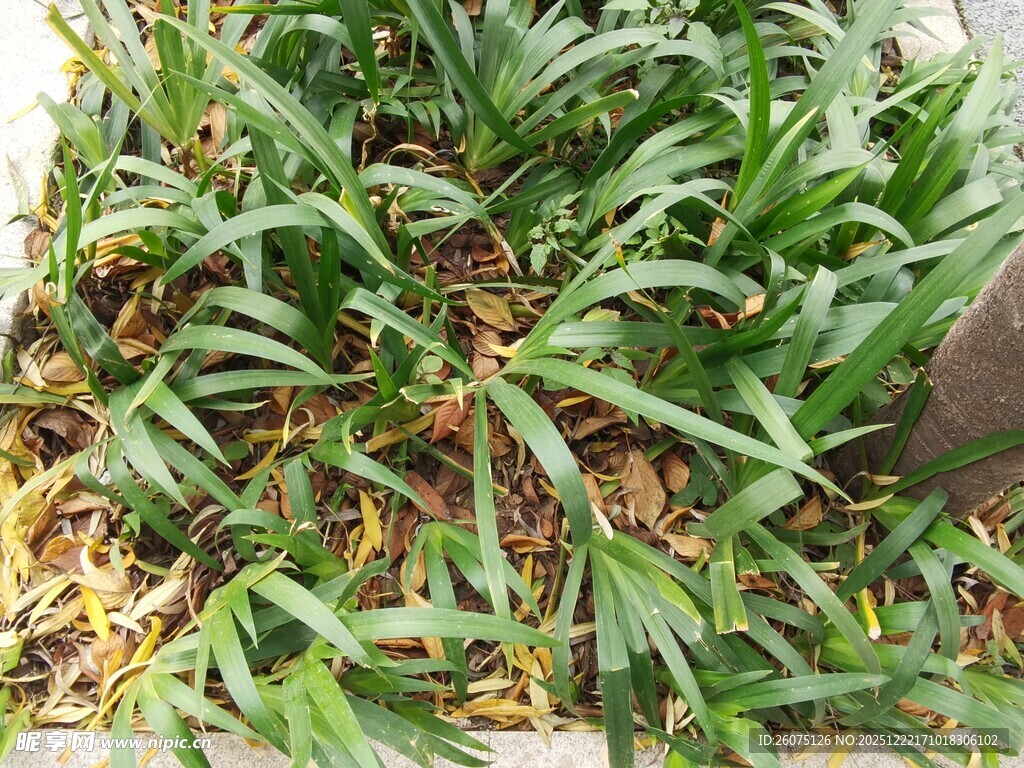 翠绿丛生的长叶植物