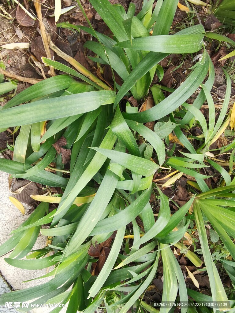 翠绿丛生的细长叶片植物