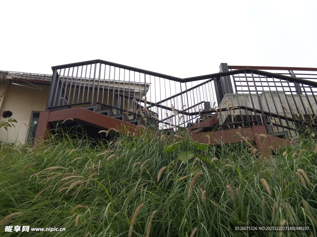 废弃阳台被野草环绕