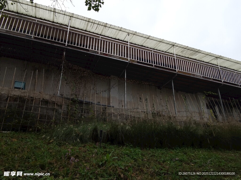 老旧建筑旁的杂草景观