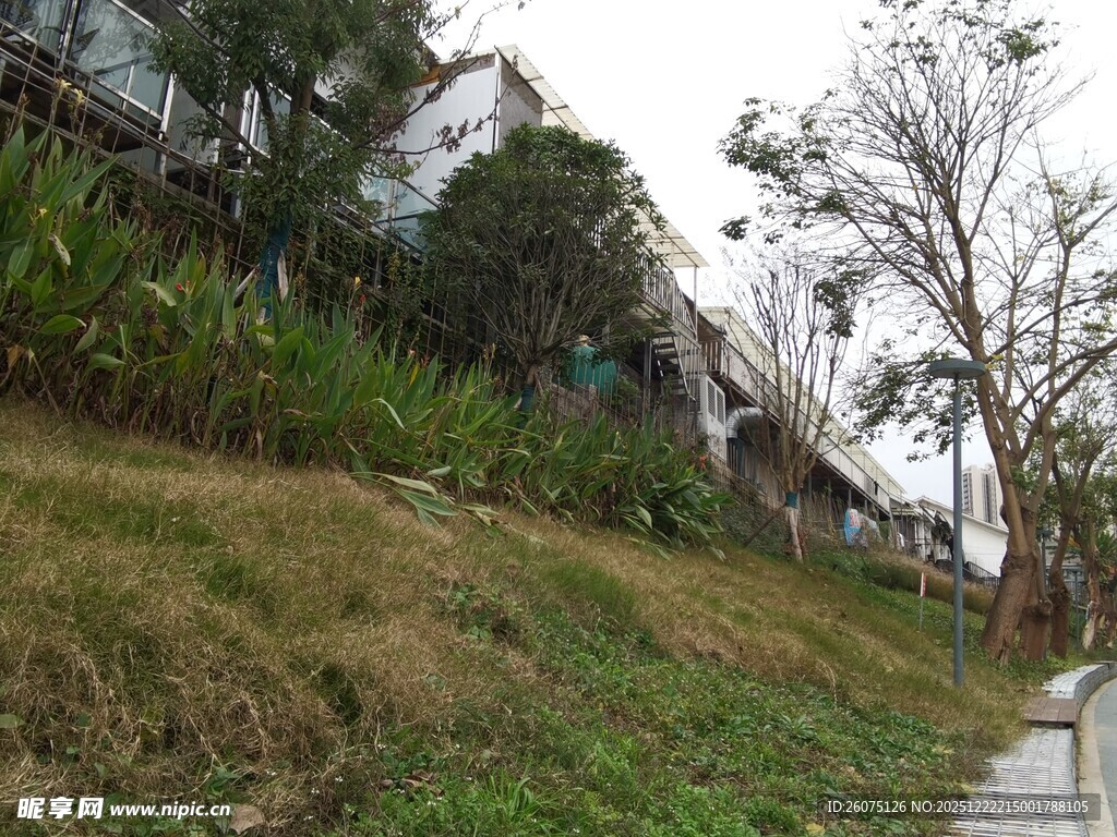 山坡旁的小路与绿植