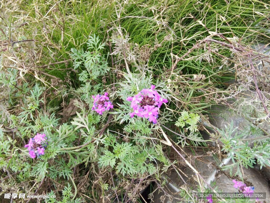 草丛中的紫色小花