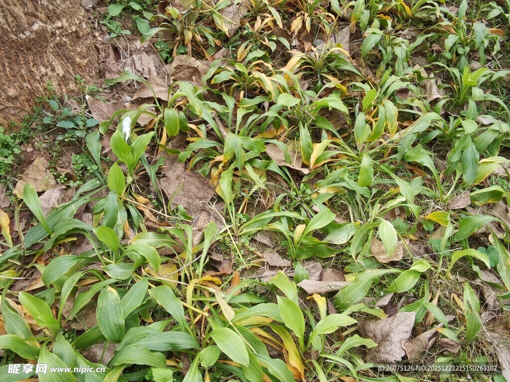 地面上的绿色植物叶片