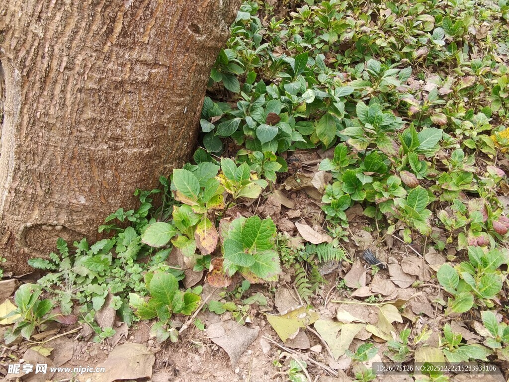 树干旁的翠绿植物