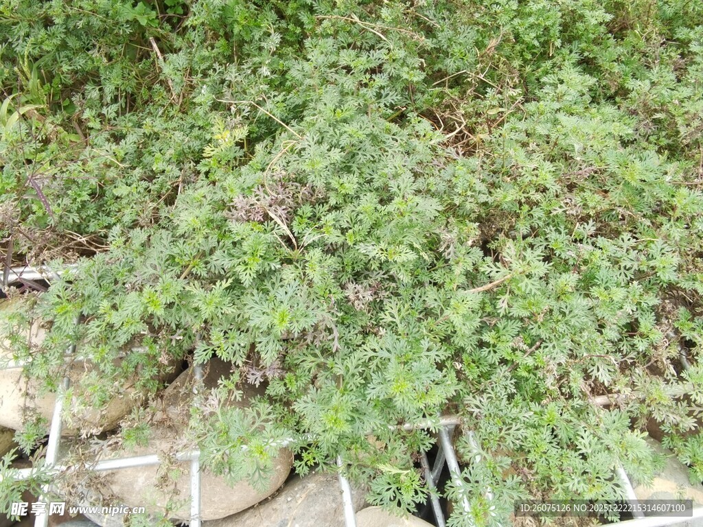 绿叶繁茂的植物景观